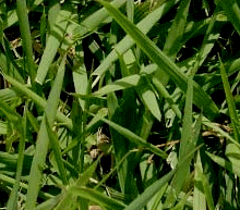 Zoysia Grass Sod Direct